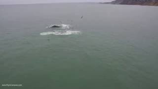 Still from Pacifica Humpbacks