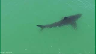 Still from Great White Shark Observations