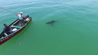 Still from Flying with Great Whites