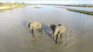 Still from Amazing Selous Game Reserve, Tanzania by Drone - African Wildlife Aerial Video in 4K