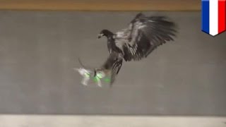 Still from Eagles vs drones: Dutch police train birds of prey to combat airborne terrorist devices - TomoNews